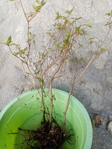 盆栽映山红杜鹃花苗苗绿植庭院