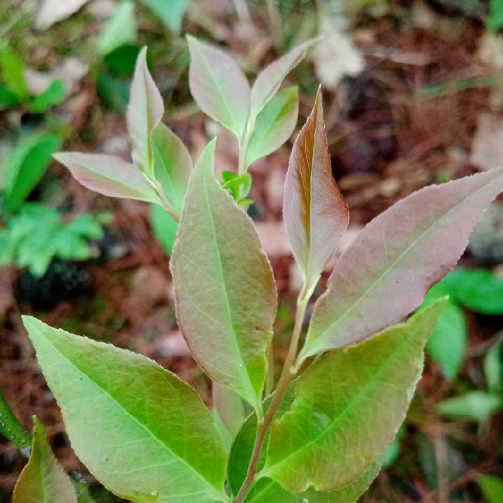 半斤新鲜米饭叶子传统植物食用