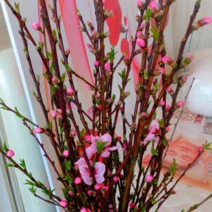 即将开放早春鲜切桃花枝新鲜真花春季水养鲜花插花瓶新鲜桃束客厅