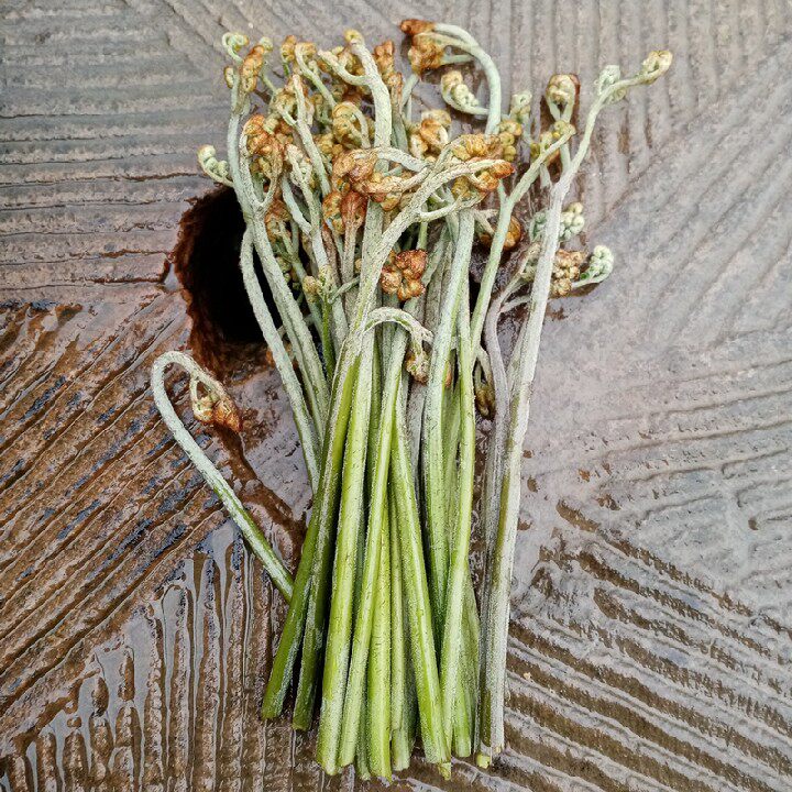 早春贵州蕨菜新鲜野生农家现摘现其它