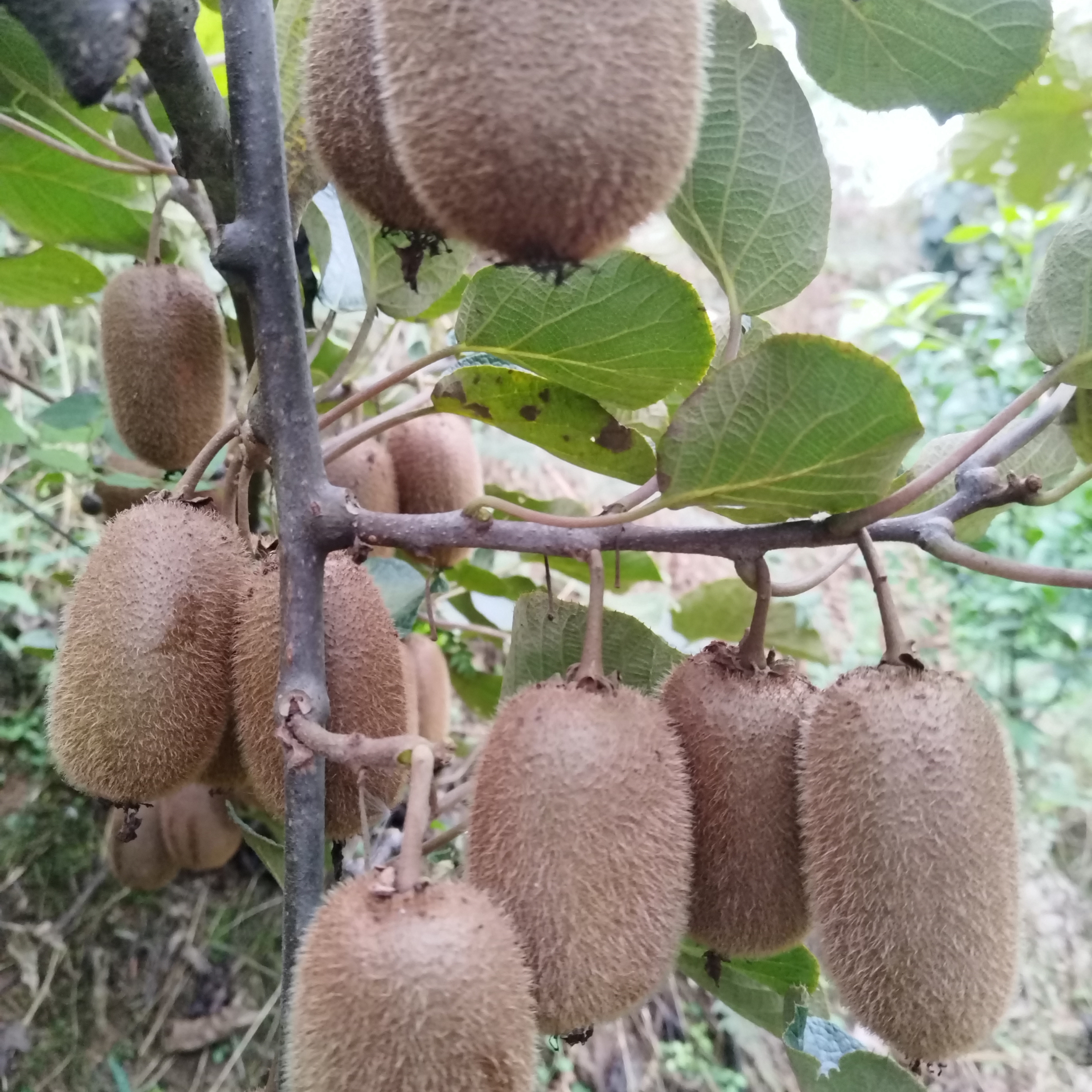 现摘未催熟新鲜绿心修文猕猴桃新鲜孕妇水果贵州当季奇异果5斤装