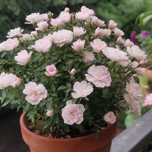 姬月季老桩日本迷你姬乙女苔藓球超微月季微型玫瑰月季小盆景阳台