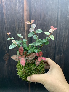 苔藓球三生有幸花叶络石网纹草狼尾蕨菖蒲胧月组合室内水培小绿植