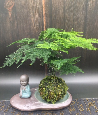 文竹苔藓球盆栽水培云竹青苔球室内创意好养绿植四季常青净化空气