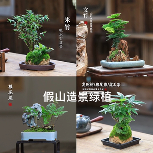 水培假山造景植物水陆缸鱼缸吸水石苔藓微景观蕨类小文竹菖蒲榆树