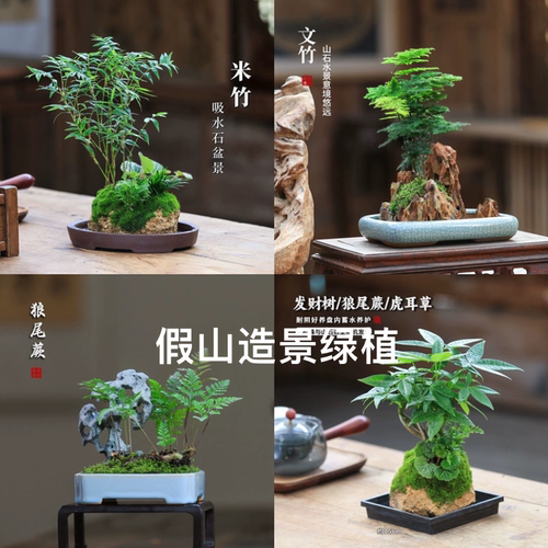 水培假山造景植物水陆缸鱼缸吸水石苔藓微景观蕨类小文竹菖蒲榆树