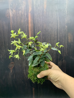 苔藓球 铁皮石斛盆栽种植苗带花室内好养绿植花卉
