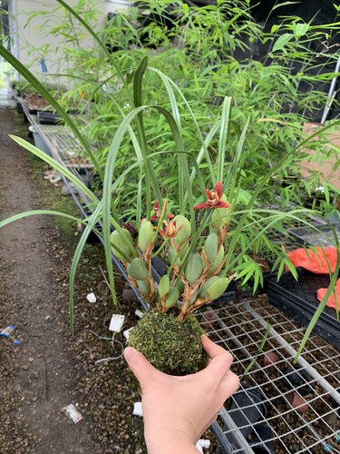 苔藓球咖啡豆咖啡兰带花苞腋唇兰细叶兰花奶香浓香型室内好养盆栽