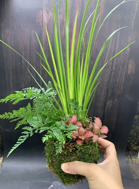 苔藓球网纹草胧月菖蒲狼尾蕨菖蒲蕨类组合室内好养盆栽水培小绿植