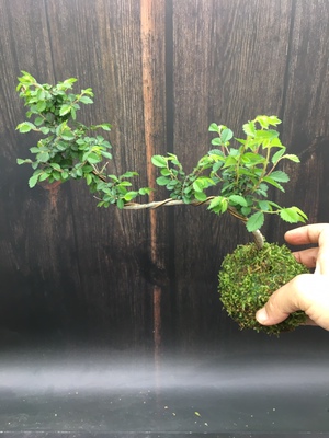 小叶榔榆树苗悬崖九里香阳台