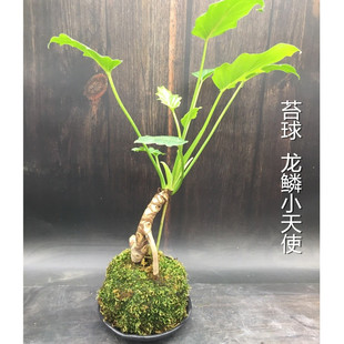 老桩龙鳞小天使春羽仙羽蔓绿绒提根造型绿植苔藓球水培室内小植物