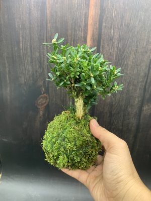 黄杨树小盆景苔藓球水培植物盆栽雀舌室内好养绿植办公室净化空气