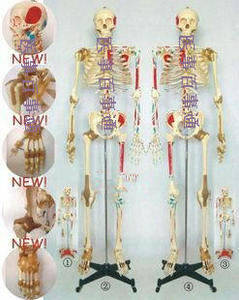 人体骨骼模型带脊柱神经椎间盘、肩、膝关节韧带及肌肉着色170cm