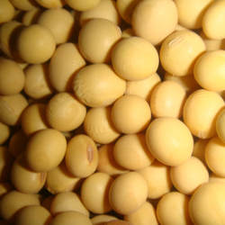 山西长治武乡农家山区黄豆 山地 农家自种黄豆-豆浆用黄豆