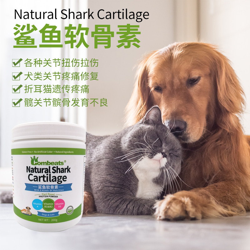 苏格兰折耳猫纯种黑素材模板 苏格兰折耳猫纯种黑图片下载 小麦优选