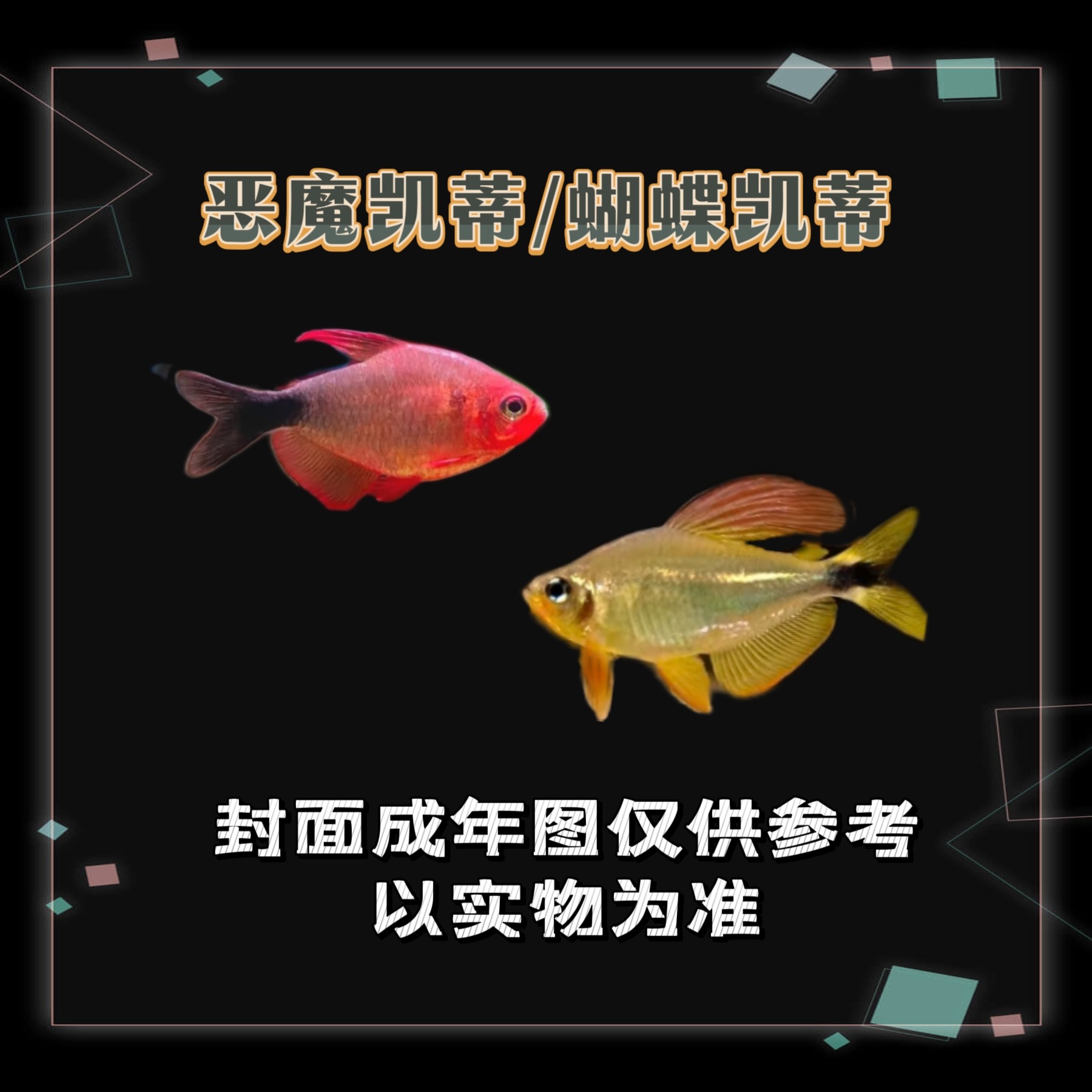 甜心柠檬 南美钻石灯 血翅蓝帝 蓝钻红梅 24-30度热带