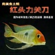 红头力关刀鱼 南美食土鲷