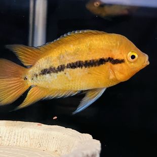 黄麒麟美鲷中小型慈鲷混养活体热带鱼美洲慈鲷火口鱼原生态变色