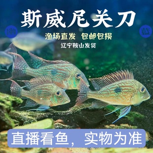 斯威尼关刀 南美食土鲷