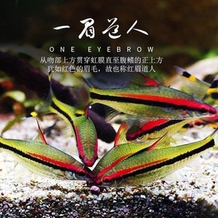 精品一眉道人鱼活体热带观赏鱼群游草缸淡水鱼黑影道人鱼黄化一眉