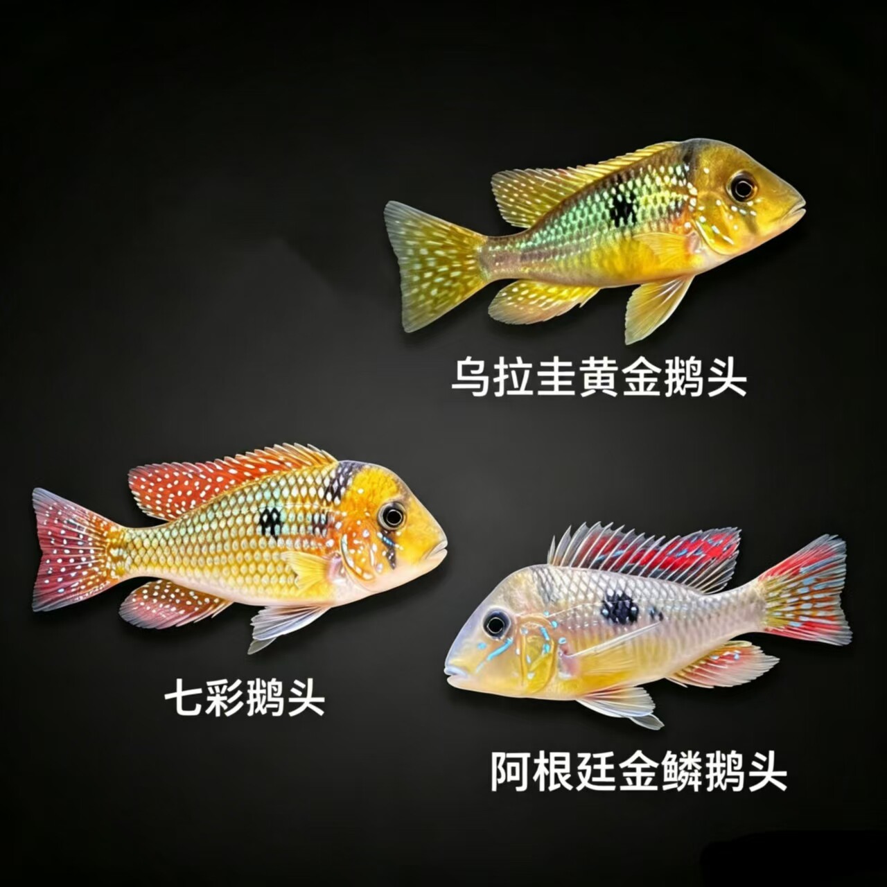 黄金鹅头金鳞鹅头七彩鹅头七彩炮弹稀有高端南美食土鲷 观赏鱼
