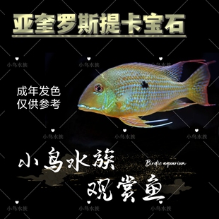 【稀有食土鲷】亚奎罗斯提卡宝石 南美热带鱼