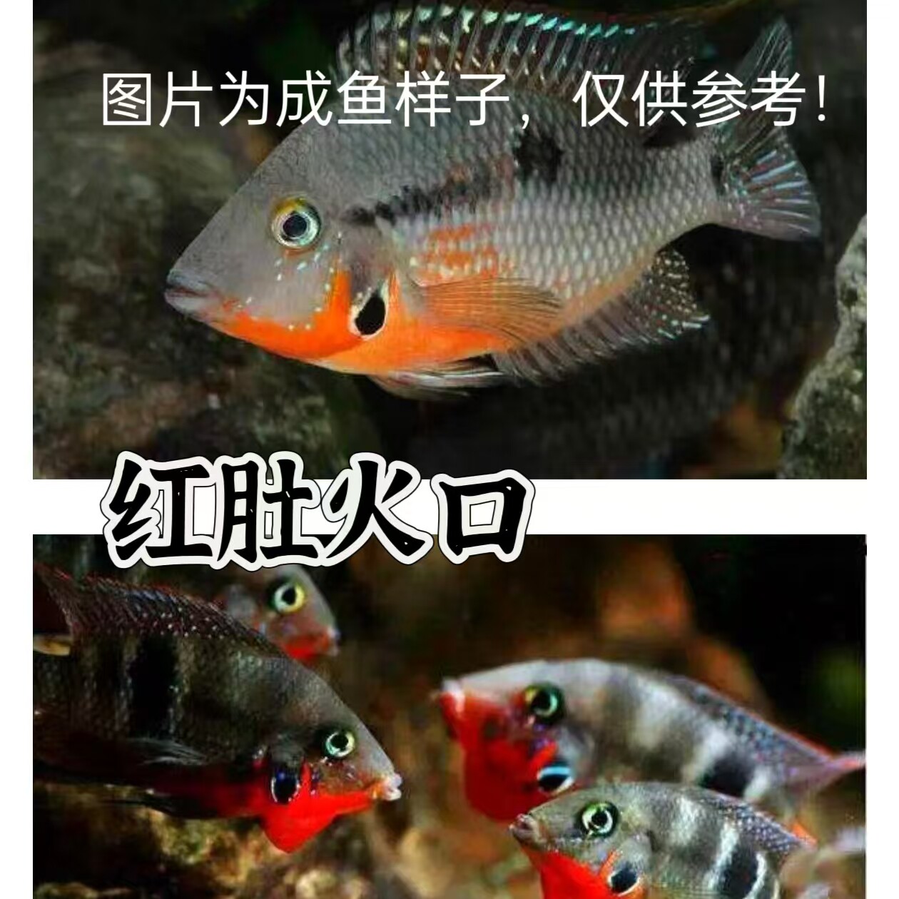 红肚火口淡水观赏鱼美鲷