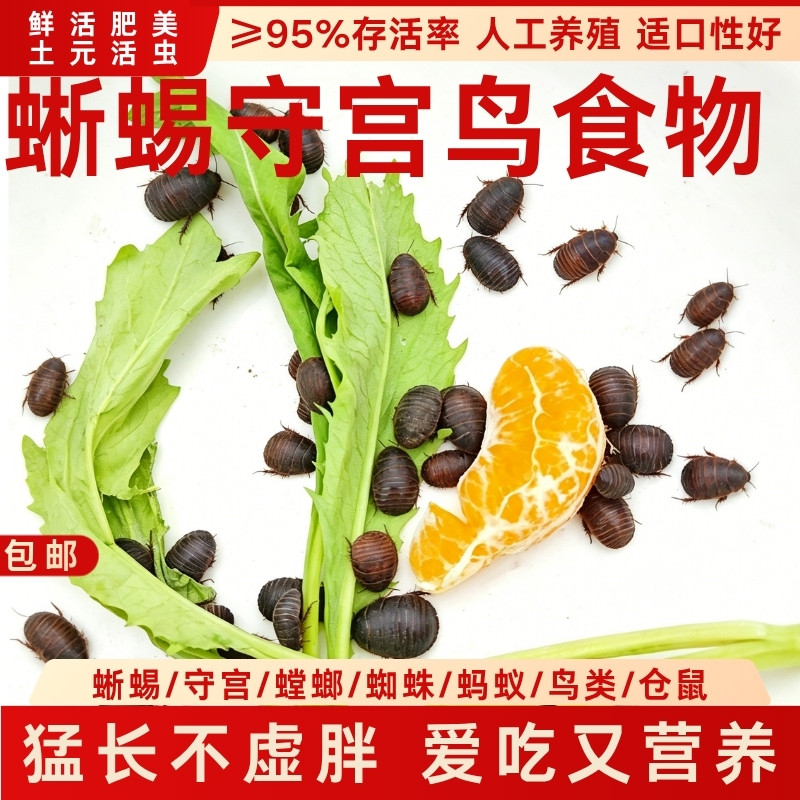 土元土鳖爬宠守宫蜥蜴吃的食物画眉八哥鸟食龙鱼虫子饲料