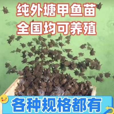 甲鱼鳖苗活体南方北方养殖中华鳖