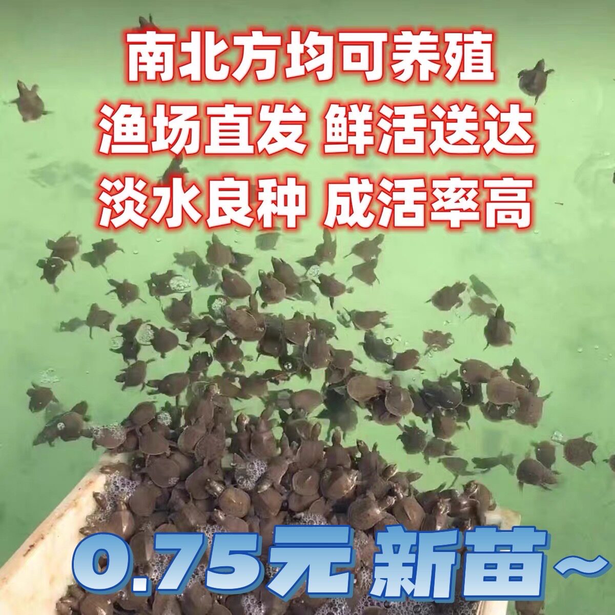 小甲鱼苗中华鳖幼苗水鱼南方北方外塘养殖食用水产龟鳖水族活体