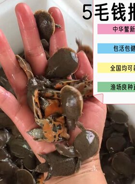 小甲鱼苗中华鳖幼苗水鱼王八包活