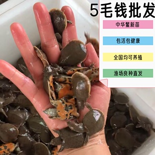 小甲鱼苗中华鳖幼苗水鱼南方北方外塘养殖食用水产龟鳖水族活体