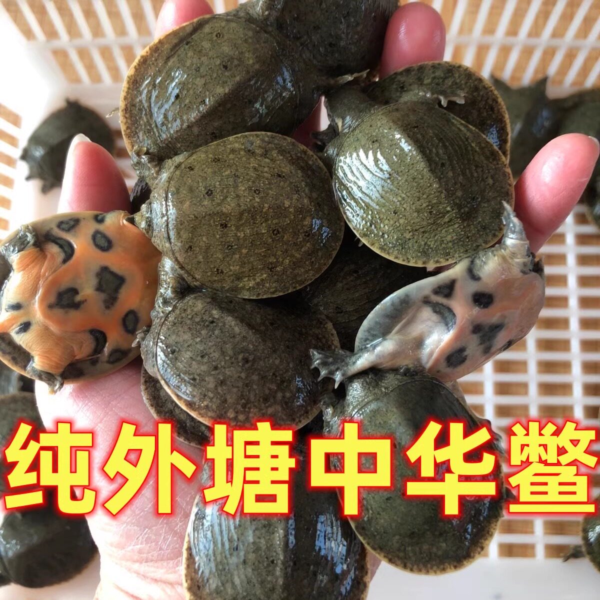 生态小甲鱼苗十克左右中华鳖幼苗水鱼外塘养殖用食用龟鳖宠物鲜活