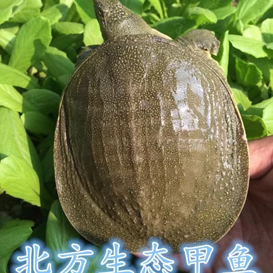 养殖甲鱼食用鲜活中华鳖王八水产