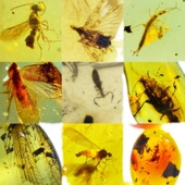 天然缅甸虫珀珀体半通透昆虫琥珀化石科普收藏级虫珀化石