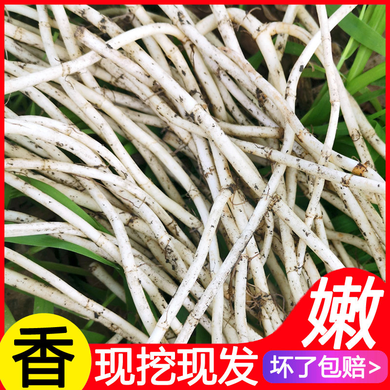 鱼腥草新鲜 嫩根折耳根 新鲜包邮 四川特产凉拌现挖500g买2斤包邮