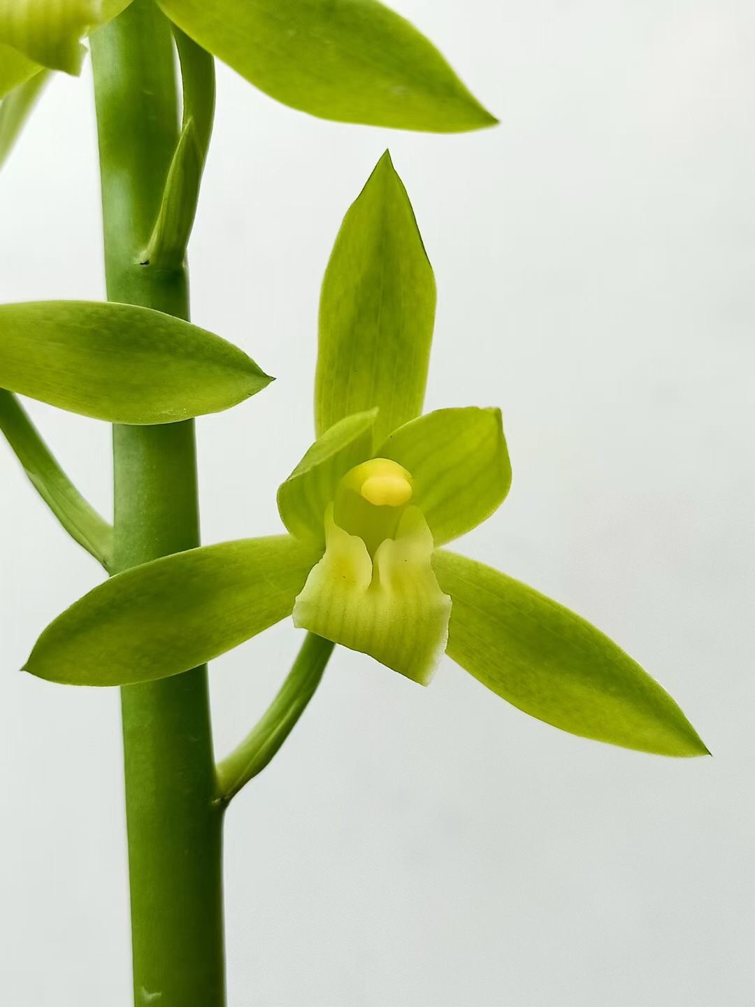 潮州素荷65元墨兰荷瓣冬天开兰花苗绿植盆栽时令草本花卉庭院月季