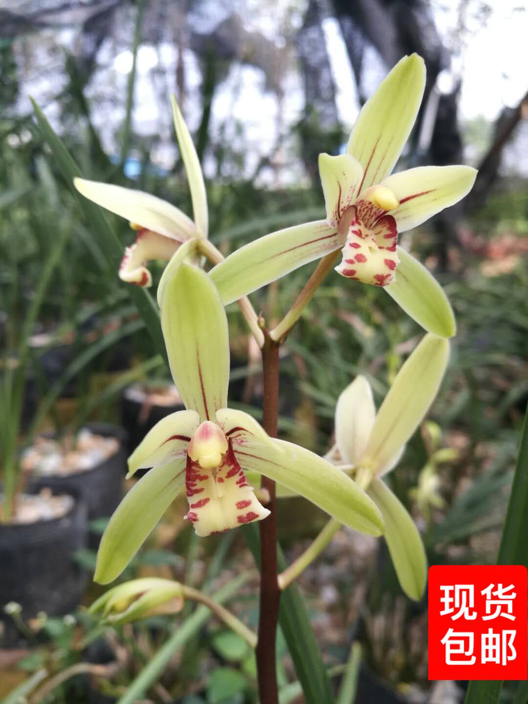 四季兰建兰大青株型高大夏季秋季开花浓香一年开多次好评如潮包邮