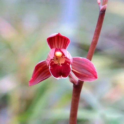 东方红金边开红花原盆包邮年宵花