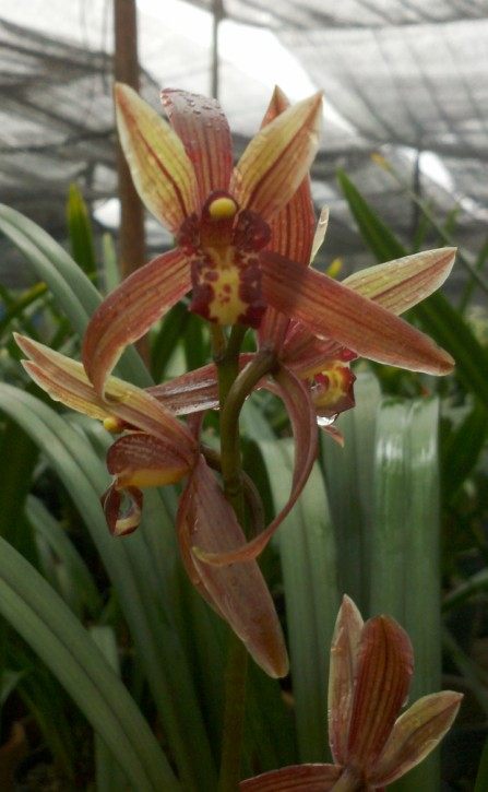 兰新款杂交兰状大且红13元一4苗拍耐养时令草本花卉兰花盆栽月季