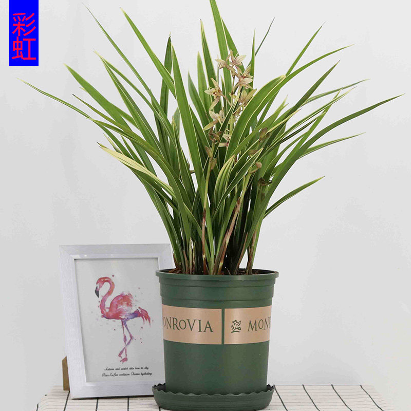 兰建兰四季兰彩虹8元一5苗起拍易养彩心时令草本花卉兰花庭院盆栽