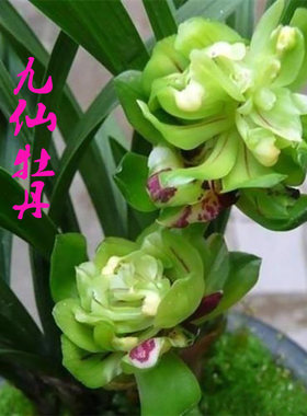 春兰牡丹桂林带花芽绿植盆栽