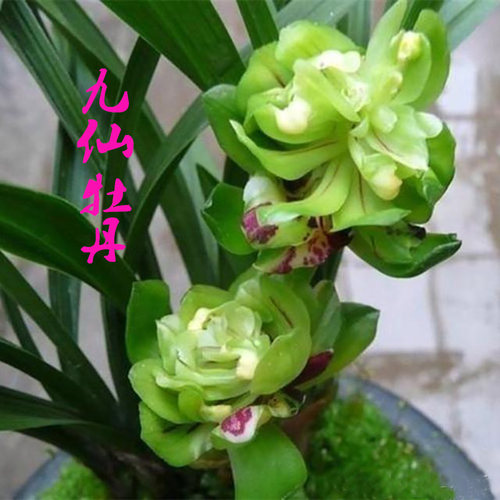 春兰牡丹桂林带花芽绿植盆栽