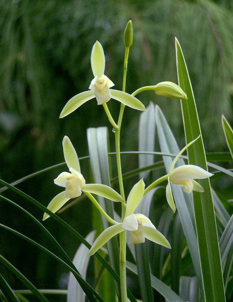 建兰新款吸甲醛非常容易兰花秋季四季兰-银边大贡 15元苗 4苗起拍