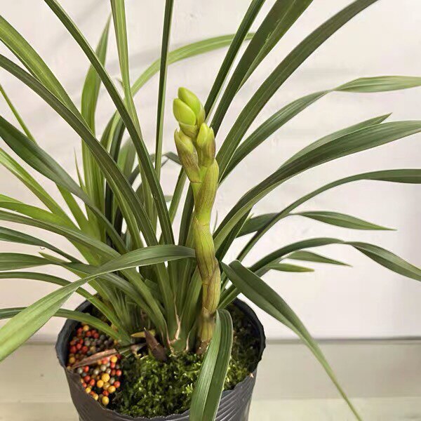 建兰铭品兰花浓香荷瓣金中国开大花时令草本花卉庭院盆栽月季绿植