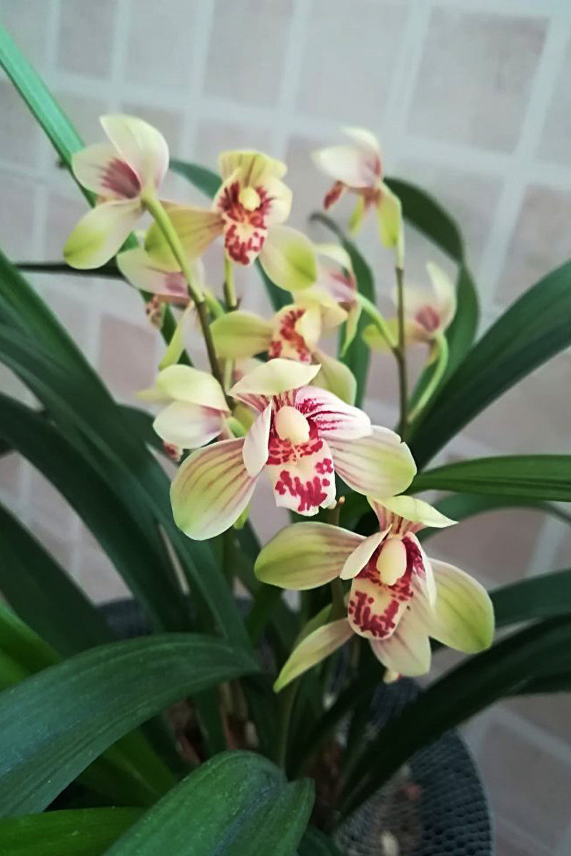 建兰四季兰君荷八大名品正格荷瓣 原生老种兰花苗夏季带花苞浓香