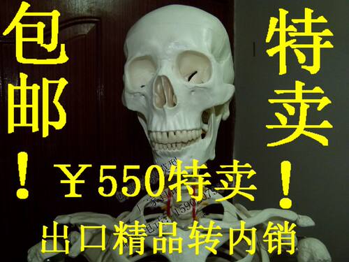 厂家直销美术医用艺用最标准的170cm人体大骨骼模型 骷髅骨架标本