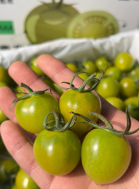 青霞小番茄圣女果新鲜水果圣女果绿色小柿子有机绿色青口纯甜现货