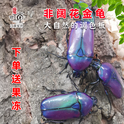 非阔花金龟好看好养甲虫宠物礼物