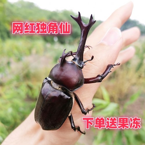 活体科普独角仙饲养套餐宠物甲虫